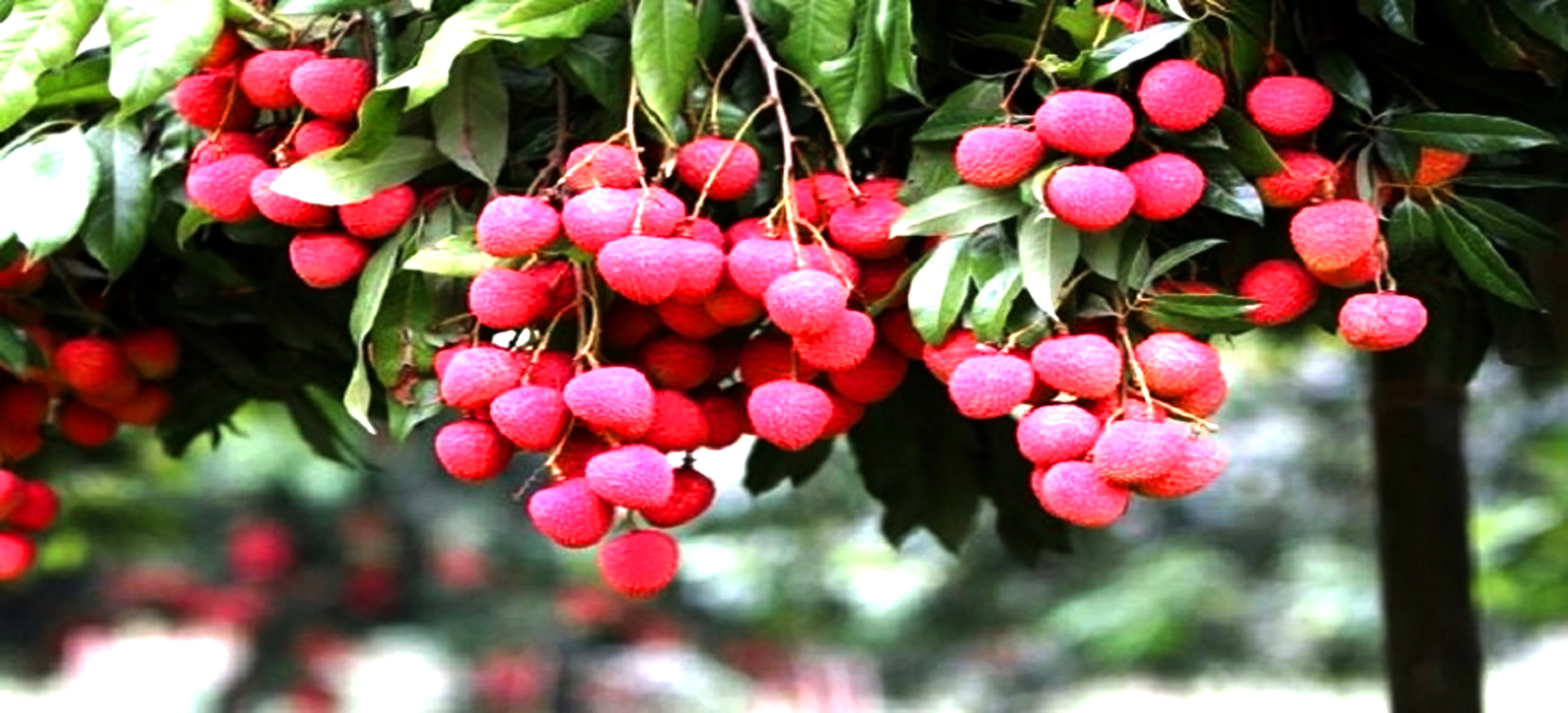 বাঁশখালী নাগরিক সেবা 